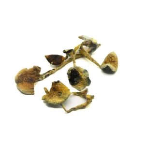 Buy B Plus Mushroom Strain