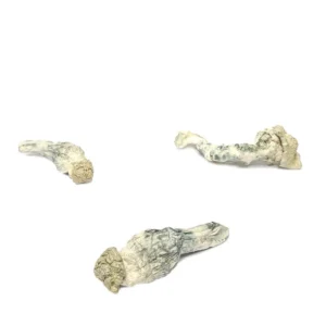 Buy Bio Frost Mushroom Strain