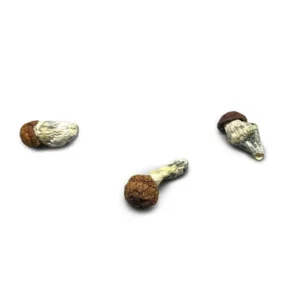 Buy Blue Pulaski Mushroom