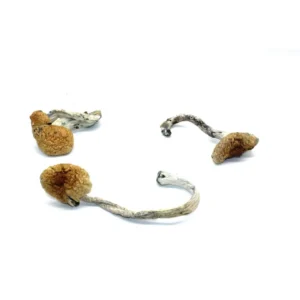 Buy Cuban Cubensis Mushroom Strain