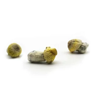 Buy Harlequin Mushroom Strain