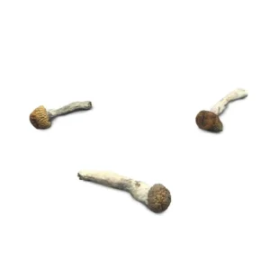 Buy Lucid Gates Mushroom Strain