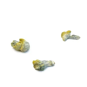 Buy Nutcracker Mushroom Strain