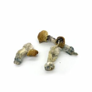 Buy Penis Envy Mushroom Strain